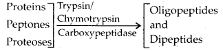 NCERT-Solutions-For-Class-11-Biology-Digestion-and-Absorption-Q4