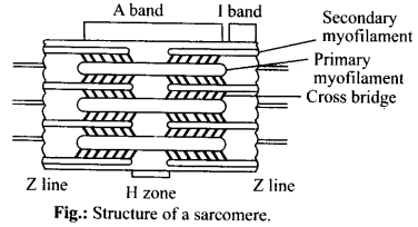 NCERT-Solutions-For-Class-11-Biology-Locomotion-and-Movement-Q1