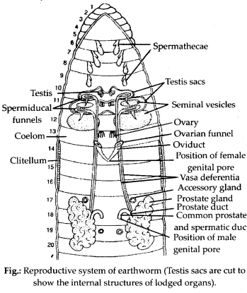 NCERT-Solutions-For-Class-11-Biology-Structural-Organisation-in-Animals-Q3