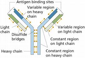 NCERT-Solutions-For-Class-12-Biology-Human-Health-and-Disease-Q9