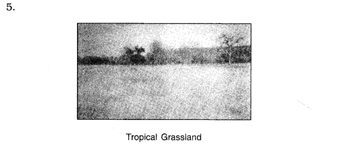 NCERT Solutions For Class 7 Geography Social Science Chapter 6 Natural Vegetation and Wildlife Q5.4