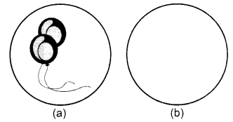NCERT-Solutions-for-Class-1-English-Chapter-10-Circle-Lets-Draw-Q1