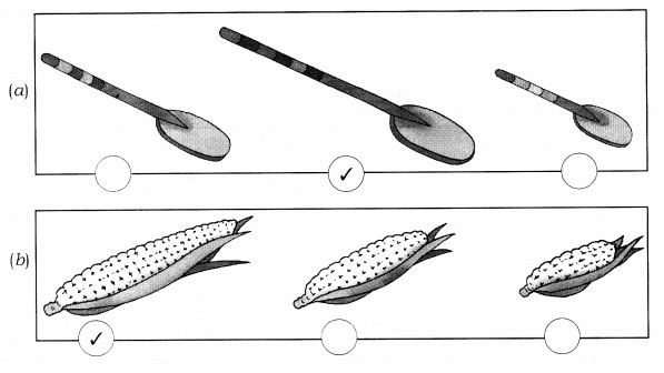 NCERT Solutions for Class 1 Maths Chapter 7 Measurement Page 94 Q1.1