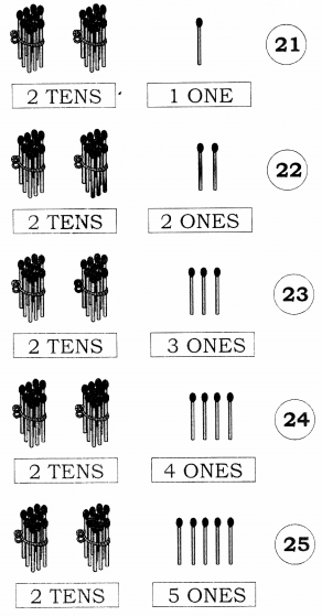 NCERT Solutions for Class 1 Maths Chapter 8 Numbers from Twenty-one to Fifty 8