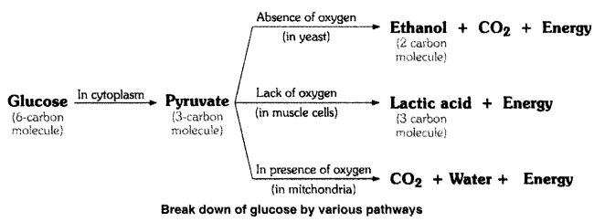 NCERT-Solutions-for-Class-10-Science-Chapter-6-Life-Processes-Intext-Questions-Page-105-Q2