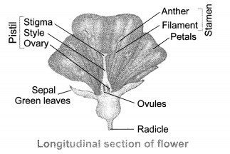 NCERT-Solutions-for-Class-10-Science-Chapter-8-How-Do-Organisms-Reproduce-Chapter-End-Questions-Q8