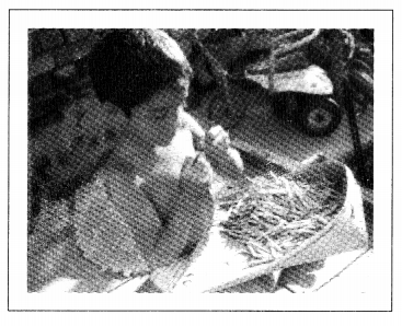 NCERT-Solutions-for-Class-11-Political-Science-Chapter-2-Rights-and-Duties-in-the-Indian-Constitution-Picture-Based-Questions-Q1