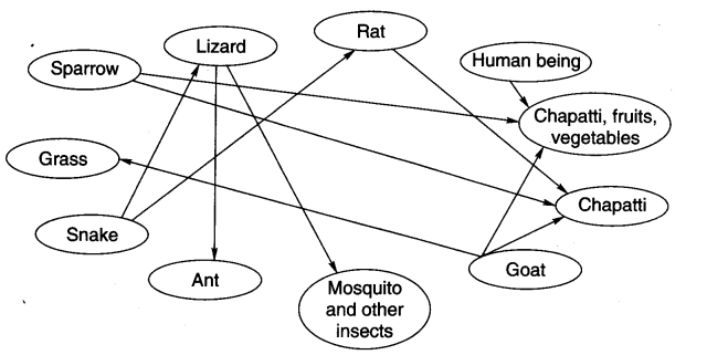 NCERT Solutions for Class 3 EVS Our Friends-Animal Q15