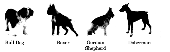 NCERT-Solutions-for-Class-3-English-Unit-7-Puppy-and-I-Lets-Draw-Q1
