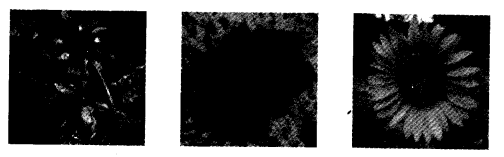 NCERT Solutions for Class 4 EVS Chapter 11 Valley Of Flowers Page 86 Q1.1