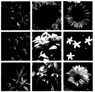 NCERT Solutions for Class 4 EVS Chapter 11 Valley Of Flowers Page 86 Q1