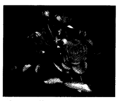 NCERT Solutions for Class 4 EVS Chapter 11 Valley Of Flowers Page 89 Q2