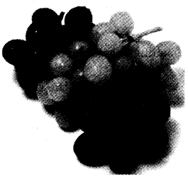 NCERT Solutions for Class 4 EVS Chapter 15 From Market To Home Page 124 Q4