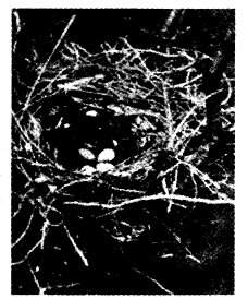 NCERT Solutions for Class 4 EVS Chapter 16 A Busy Month Page 130 Q11