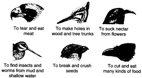 NCERT Solutions for Class 4 EVS Chapter 16 A Busy Month Page 134 Q1