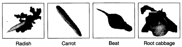 NCERT Solutions for Class 4 EVS Chapter 19 Abdul In The Garden Page 158 Q12.1