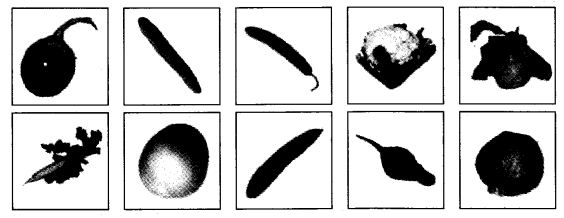 NCERT Solutions for Class 4 EVS Chapter 19 Abdul In The Garden Page 158 Q12