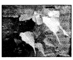 NCERT Solutions for Class 4 EVS Chapter 19 Abdul In The Garden Page 160 Q1