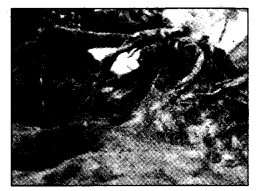 NCERT Solutions for Class 4 EVS Chapter 19 Abdul In The Garden Page 161 Q1