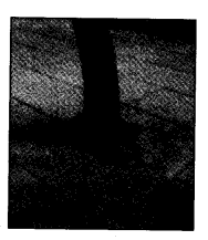 NCERT Solutions for Class 4 EVS Chapter 19 Abdul In The Garden Page 161 Q3