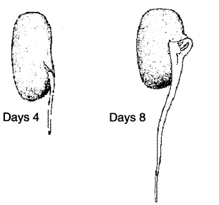 NCERT Solutions for Class 4 EVS Chapter 19 Abdul In The Garden Page 162 Q2