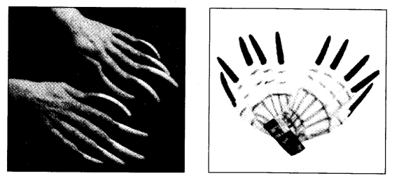 NCERT Solutions for Class 4 EVS Chapter 19 Abdul In The Garden Page 165 Q5