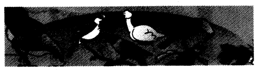 NCERT Solutions for Class 4 EVS Chapter 2 Ear To Ear Page 12 Q1