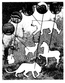 NCERT Solutions for Class 4 EVS Chapter 2 Ear To Ear Page 13 Q1.1