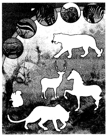 NCERT Solutions for Class 4 EVS Chapter 2 Ear To Ear Page 13 Q1