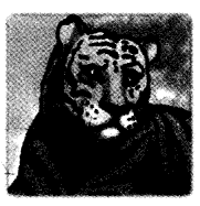 NCERT Solutions for Class 4 EVS Chapter 2 Ear To Ear Page 19 Q5