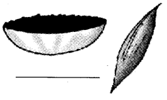 NCERT Solutions for Class 4 EVS Chapter 25 Spicy Riddles Page 199 Q4