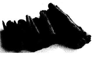 NCERT Solutions for Class 4 EVS Chapter 25 Spicy Riddles Page 201 Q1.1