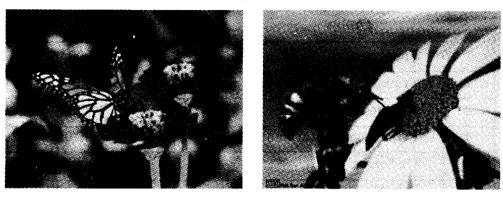 NCERT Solutions for Class 4 EVS Chapter 5 Anita And The Honeybees Page 41 Q2