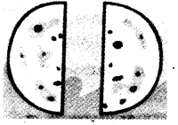 NCERT-Solutions-for-Class-4-Mathematics-Unit-9-Halves-And-Quarters-Page-95-Q1