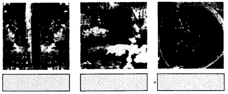 NCERT Solutions for Class 4 पर्यावरण अध्ययन Chapter 11 फुलवारी 10