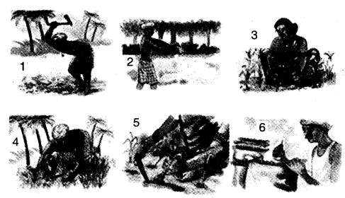 NCERT Solutions for Class 4 पर्यावरण अध्ययन Chapter 14 बसवा का खेत 4