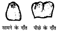 NCERT Solutions for Class 4 पर्यावरण अध्ययन Chapter 16 चूँ -चूँ करती आई चिड़िया 12