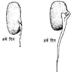 NCERT Solutions for Class 4 पर्यावरण अध्ययन Chapter 19 जड़ों का जाल 7