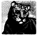 NCERT Solutions for Class 4 पर्यावरण अध्ययन Chapter 2 कान -कान में 8