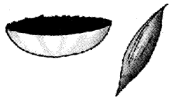NCERT Solutions for Class 4 पर्यावरण अध्ययन Chapter 25 चटपटी पहेलियाँ 4