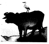 NCERT-Solutions-for-Class-4-पर्यावरण-अध्ययन-Chapter-3-नन्दू-हाथी-1