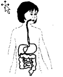 NCERT Solutions for Class 5 EVS Chapter 3 From Tasting To Digesting Straight from the heart Q1