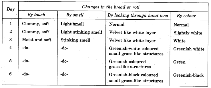 NCERT Solutions for Class 5 EVS Chapter 4 Mangoes Round The Year How does Food get Spoilt Q1