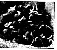 NCERT Solutions for Class 5 EVS Chapter 5 Seeds And Seeds Draw Q1