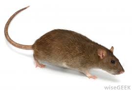 NCERT Solutions for Class 5 Maths Chapter 10 Tenths And Hundredths Page 138 Q1