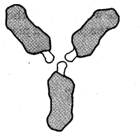 NCERT Solutions for Class 5 Maths Chapter 4 Parts And Wholes Page 65 Q2.1