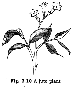 NCERT-Solutions-for-Class-6-Science-Chapter-3-Fibre-to-Fabric-SAQ-Q5