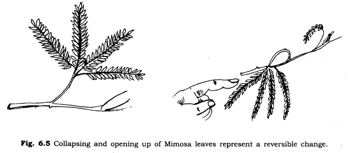 NCERT Solutions for Class 6 Science Chapter 6 Changes Around Us Q5.1