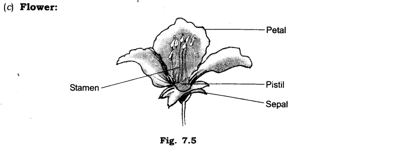 NCERT Solutions for Class 6 Science Chapter 7 Getting to Know Plants Q2.2