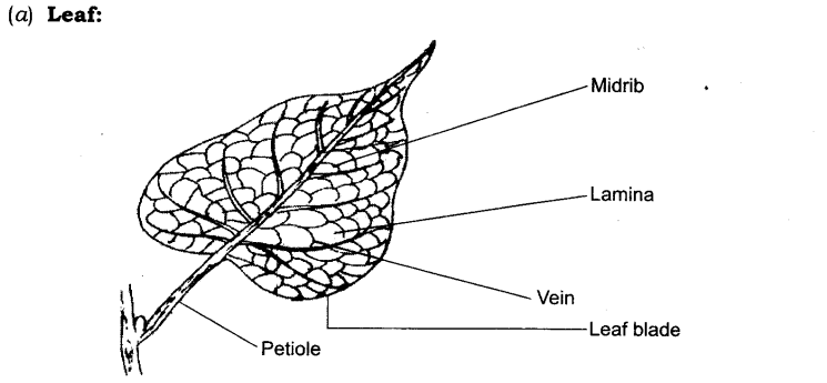 NCERT-Solutions-for-Class-6-Science-Chapter-7-Getting-to-Know-Plants-Q2